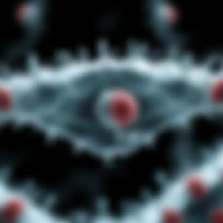 Diagram illustrating the stages of binary fission in an amoeba, showing cell division and nucleus replication