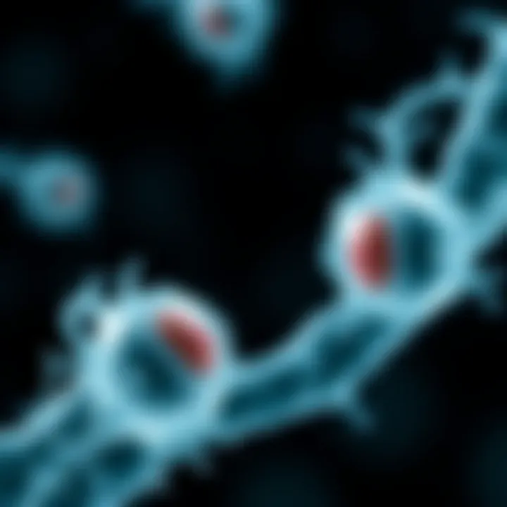 Diagram showing bacterial cell dividing into two identical cells through binary fission
